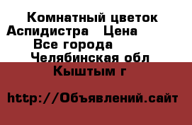 Комнатный цветок Аспидистра › Цена ­ 150 - Все города  »    . Челябинская обл.,Кыштым г.